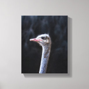 Toile portrait d'autruche
