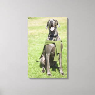 Toile Portrait de Blue Great Dane