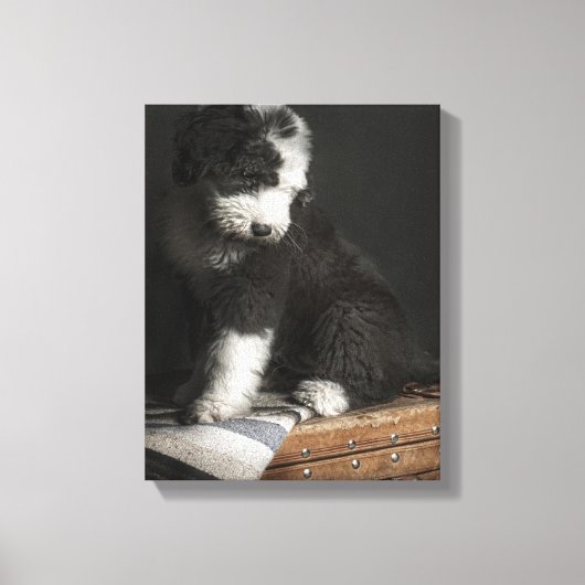 Toile Portrait de Bobtail puppy (Recto)
