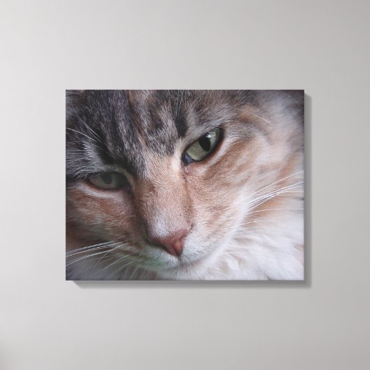 Toile Portrait de chat (Recto)