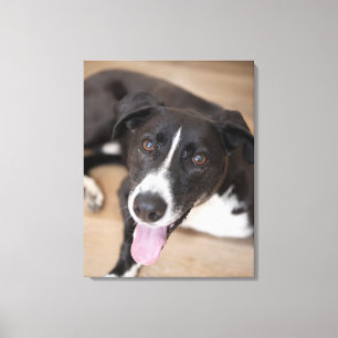 Toile portrait de chien noir