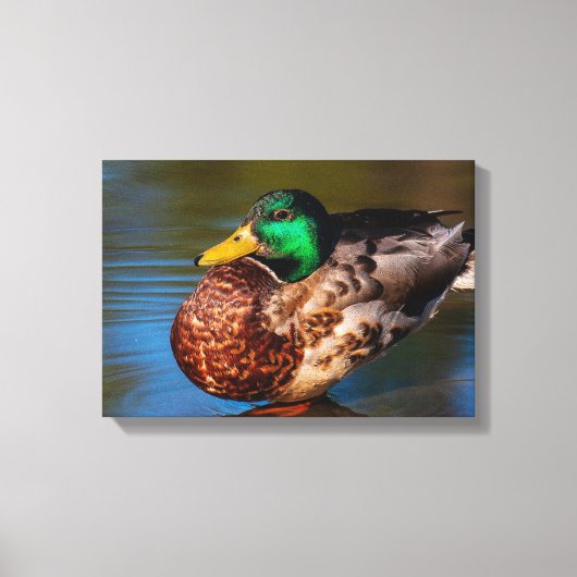 Toile Portrait de colvert (Recto)