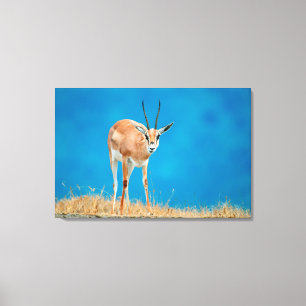 Toile Portrait de femelle de Gazelle de Grant (Gazella G
