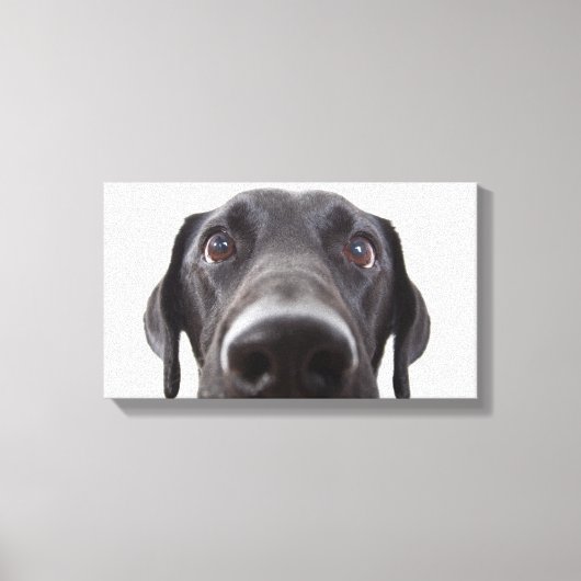 Toile Portrait de fermeture Black Labrador (Recto)