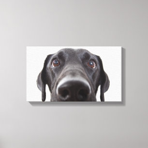 Toile Portrait de la collection Black Labrador