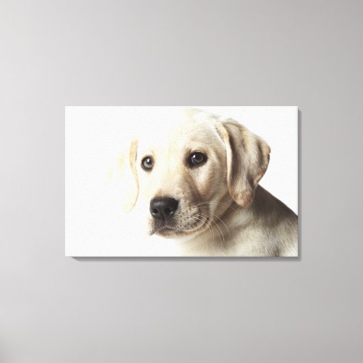 Toile Portrait de la marionnette blonde Labrador Retriev (Recto)