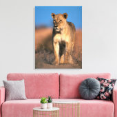 Toile Portrait De Lioness (Panthera Leo) (Insitu(Salon))
