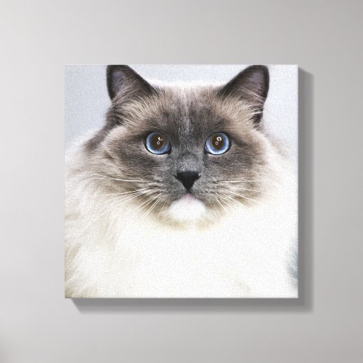 Toile Portrait de Ragdoll (Recto)