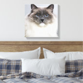 Toile Portrait de Ragdoll (Insitu(Chambre))