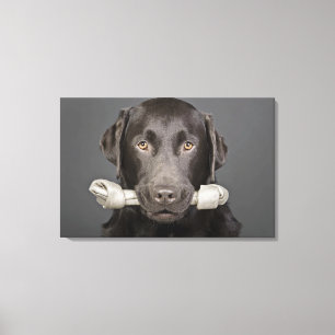 Toile Portrait de studio de chocolat labrador portant