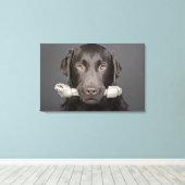 Toile Portrait de studio de chocolat labrador portant (Insitu (Plancher de Bois))