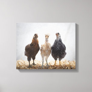 Toile Portrait de trois poulets d'animaux de compagnie v