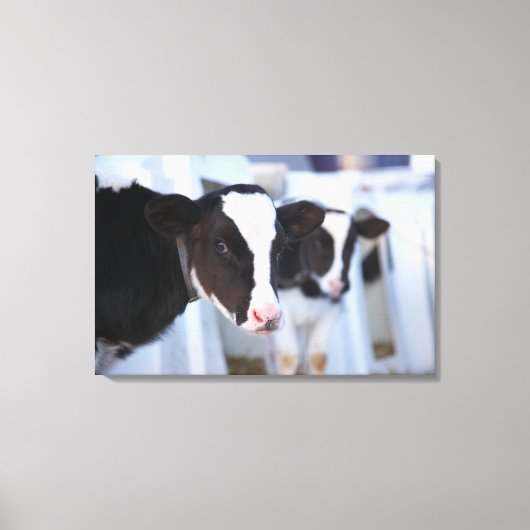 Toile Portrait de vache (Recto)