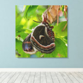 Toile Portrait des ailes de la teigne de soie (Insitu (Plancher de Bois))