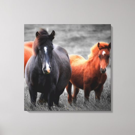 Toile Portrait des chevaux : Photographie couleur sélect (Recto)