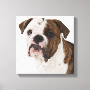 Toile Portrait du mignon chiot Bulldog