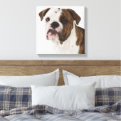 Toile Portrait du mignon petit bulldog (Insitu(Chambre))