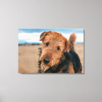 Portrait d'un Airedale Terrier