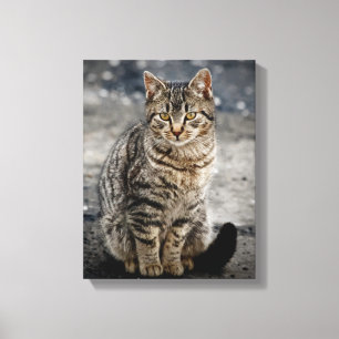 Toile Portrait d'un chat