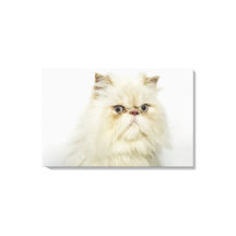 Portrait d'un chat perse