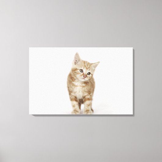 Toile Portrait d'un chaton (Recto)