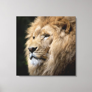 Toile Portrait d'un lion mâle sur un arrière - plan no
