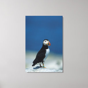 Toile Portrait d'un Puffin de l'Atlantique