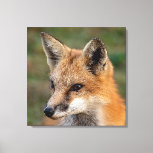 Toile Portrait Fox (Recto)