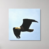 Toile Portrait naturel de Bald Eagle (Recto)