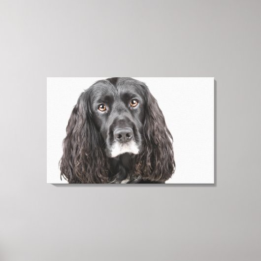 Toile Portrait studio de cocker spaniel (Recto)