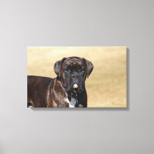 Toile Position Brindle de chien de boxeur