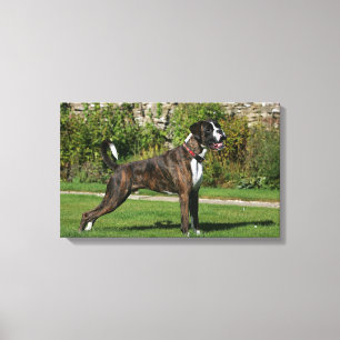 Toile Position Brindle d'exposition canine de boxeur