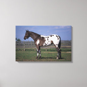 Toile Position de cheval d'Appaloosa