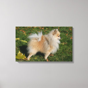 Toile Position de Pomeranian