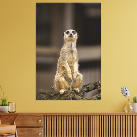 Toile Poster Meerkat (Insitu(Salon))