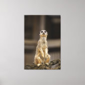 Toile Poster Meerkat (Recto)