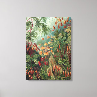Toile Poster vintage Ernst Haeckel Moss