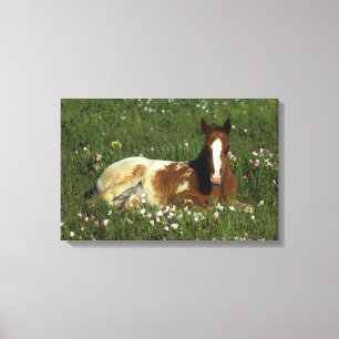 Toile Poulain d'Appaloosa fixant en fleurs