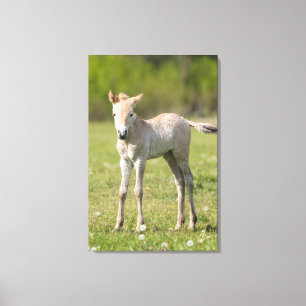 Toile Poulain de cheval de Przewalski, Hongrie
