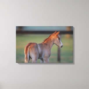 Toile Poulain quart de cheval