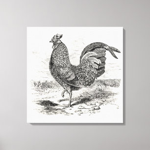 Toile Poulet vintage Kulm Fowl Rooster - Poulets Hen