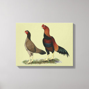 Toile Poulets à roue d'Aseel