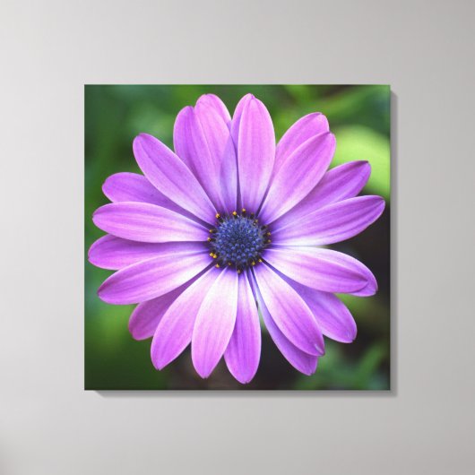 Toile pourpre Osteopermum (Recto)