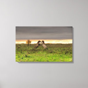 Toile Prancing chevaux canvas