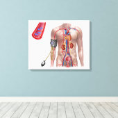 Toile Pression Sanguine Et Système Circulatoire (Insitu (Plancher de Bois))