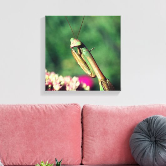 Toile Priez Mantis Élevée De Près (Insitu(Salon))