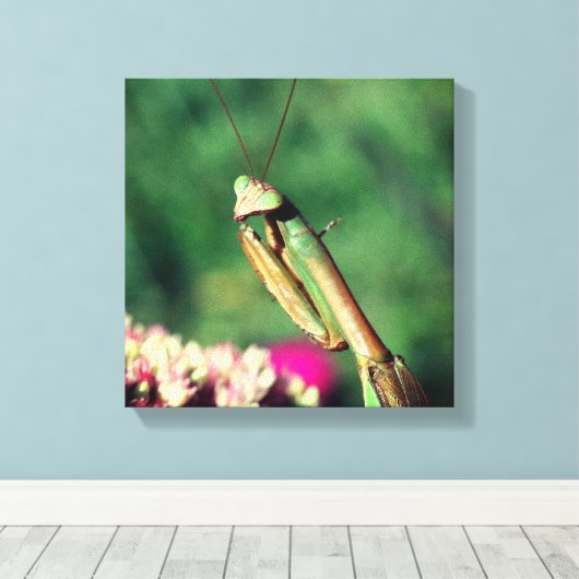 Toile Priez Mantis Élevée De Près (Insitu (Plancher de Bois))