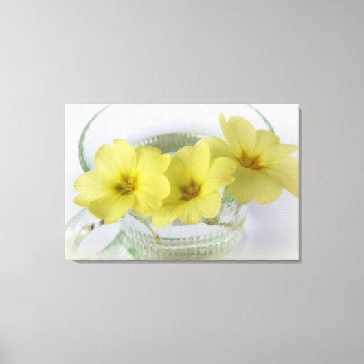 Toile primrose dans une tasse de café (Recto)