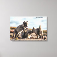 Printemps - Renard arctique