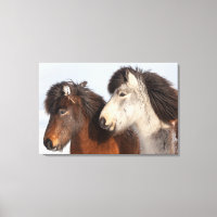 Profil de cheval islandais, Islande